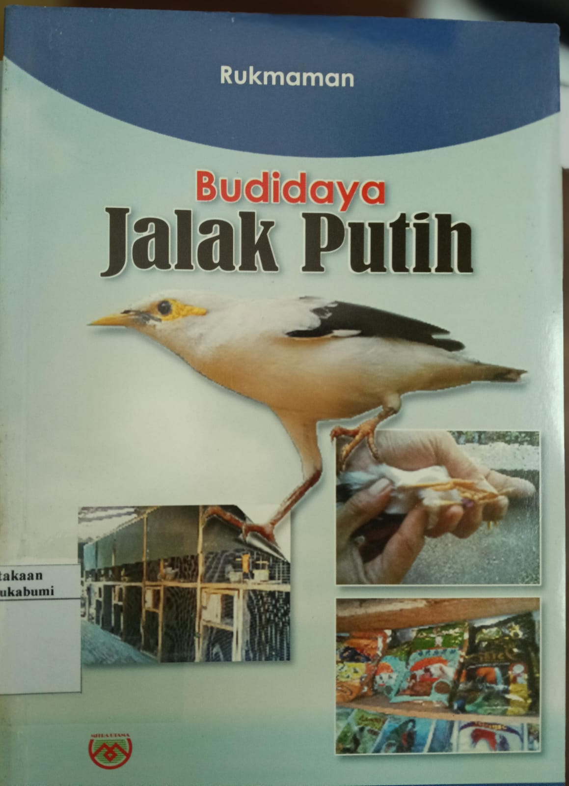 Budidaya Jalak Putih